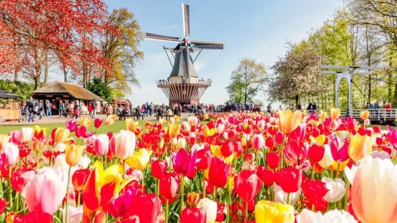 lễ hội hoa Keukenhof ở Hà Lan